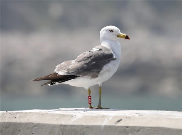 위치추적이 가능한 가락지 부착한 괭이갈매기. 서울신문 DB