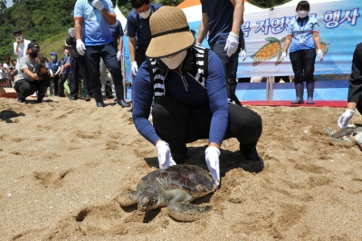 구조·인공부화 바다거북 9마리, 다시 제주 바다로