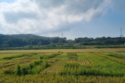 충남도, ‘가뭄 잦아진 기후변화’…간척지 염 피해 강한 벼 개발 나서