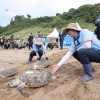 제주서 ‘멸종 위기’ 바다거북 방류