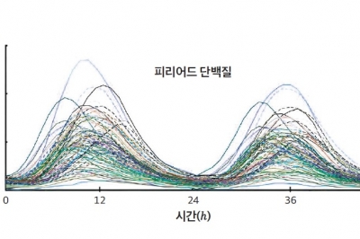 배꼽시계 비밀이 미분이었어?… 수포자였던 나, 수학이 재밌네