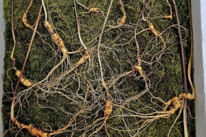 순천 모후산 자락서 천종산삼 13뿌리 발견···감정가 7000만원