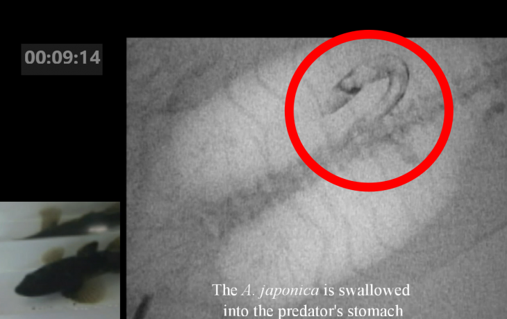 물고기에 잡아먹힌 새끼 뱀장어(붉은 원)가 물고기 뱃속에서 필사적으로 탈출을 시도하는 모습. Current Biology / Yuha Hasegawa et al. 제공