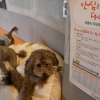 “1인 가구 반려동물도 맡아 드려요”… 서울시 ‘펫 위탁소’ 확대