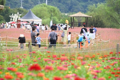 평창강 따라 천만송이 향연…백일송축제 13일 개막