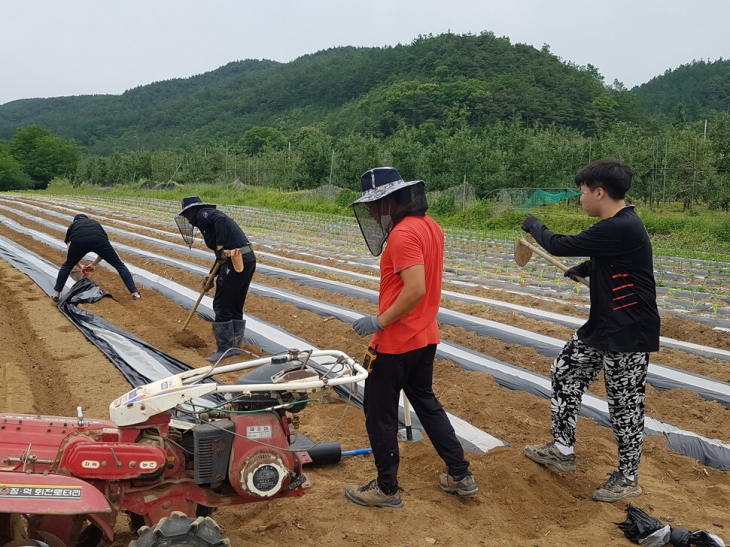 경북도에서 선발한 월급 받는 청년농부들이 밭일을 하고 있다. 경북도 제공