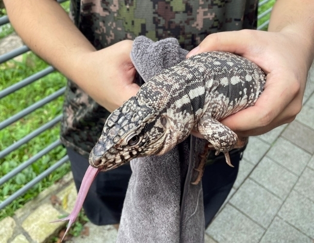 김포서 포획된 애완용 도마뱀. 경기소방본부 제공