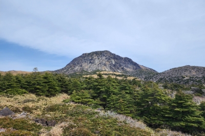 멸종위기종 ‘크리스마스 트리’ 한라산 구상나무 숲, 100년간 절반 사라졌다