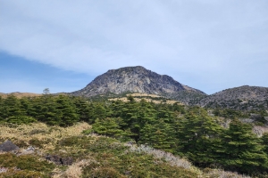 멸종위기종 ‘크리스마스 트리’ 한라산 구상나무 숲, 100년간 절반 사라졌다