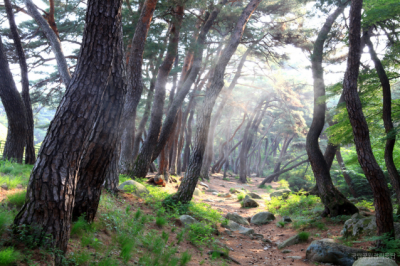 경주 삼릉 숲길 등 가을에 걷기 좋은 ‘국립공원 길’ 7선