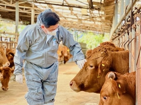 전진선 양평군수가  20일부터 긴급 백신접종을 시작한 한우 사육 농가를 돌아보곡 있다. 양평군 제공