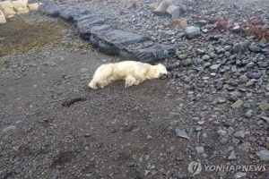 “유빙 타고 떠내려온 아기 북극곰”…민가 쓰레기통 뒤지다 사살