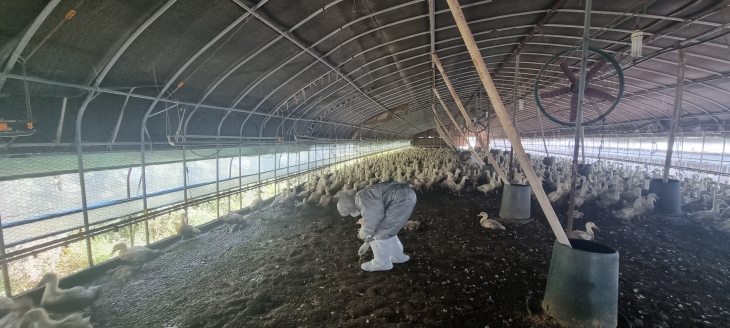 동물위생시험소가 고병원성 조류인플루엔자(AI) 검사를 하고자 시료 채취·예찰을 하는 모습. 2024.9.24. 경남도 제공