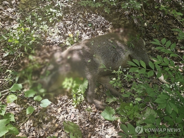 24일 국가유산청 궁능유적본부에 따르면 창덕궁관리소는 멧돼지포획단과 함께 이날 오후 1시쯤 창덕궁 후원 선원전 일대에서 멧돼지 1마리를 사살했다. 2024.9.24. 국가유산청 궁능유적본부 제공