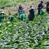 [사설] 또 ‘금배추’… 기후위기 농산물 대책 세우고 있나