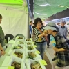 폭염에 씨마른 봉화송이…송이 없는 송이축제되나