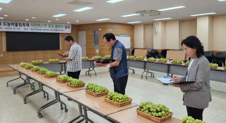 ‘2024년 화성 샤인머스켓 포도 품평회’ 사진(화성시 제공)