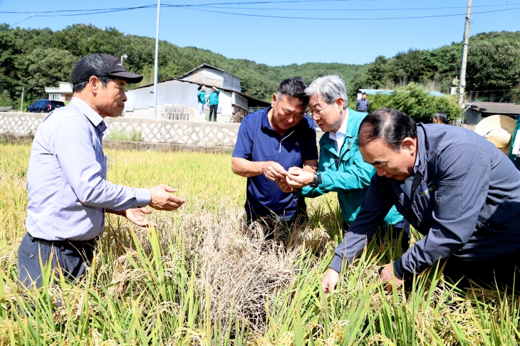 오태완 의령군수가 지역 한 농가를 찾아 벼멸구 피해 현황을 살피고 있다. 2024.9.25. 의령군 제공