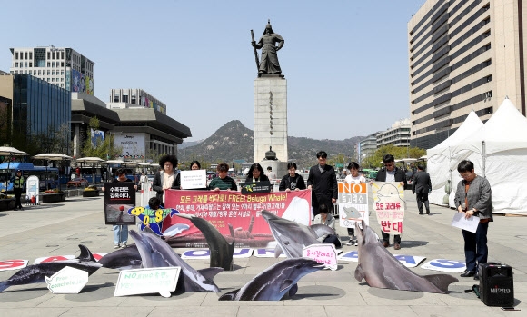 환경운동연합 바다위원회, 핫핑크돌핀스, 카라, 동물해방물결 등 해양 환경 및 동물 보호 단체 회원들이 15일 서울 광화문광장에서 국내 사육 중인 벨루가(흰고래)의 야생 방류를 촉구하는 캠페인을 열고 있다. 2019.04.15. 연합뉴스