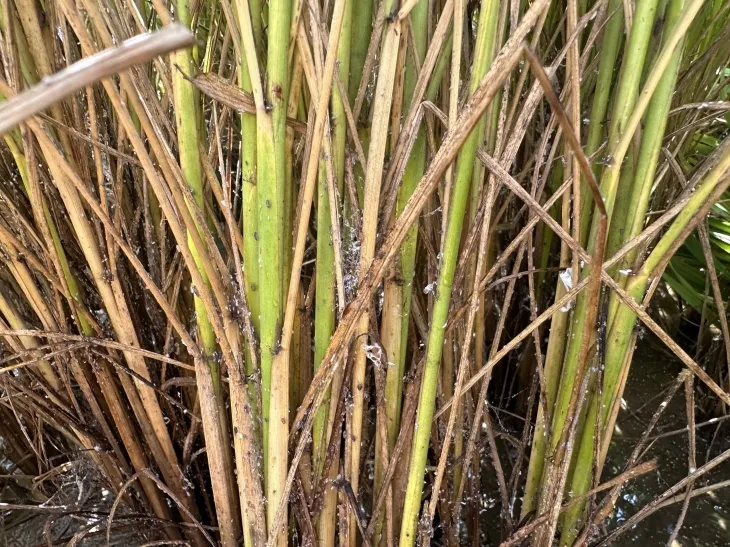 볏대에 붙어 있는 벼멸구