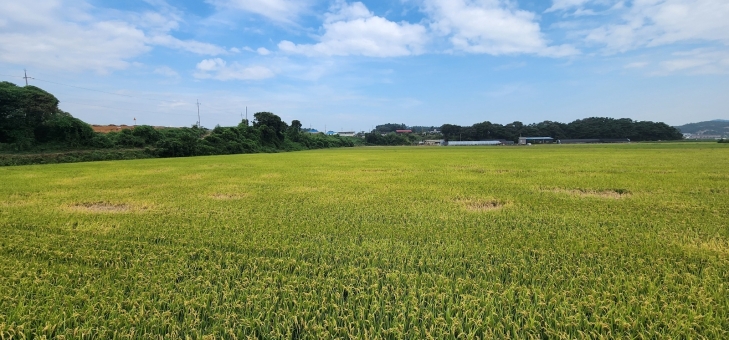 벼멸구에 감염된 벼. 태안군 제공