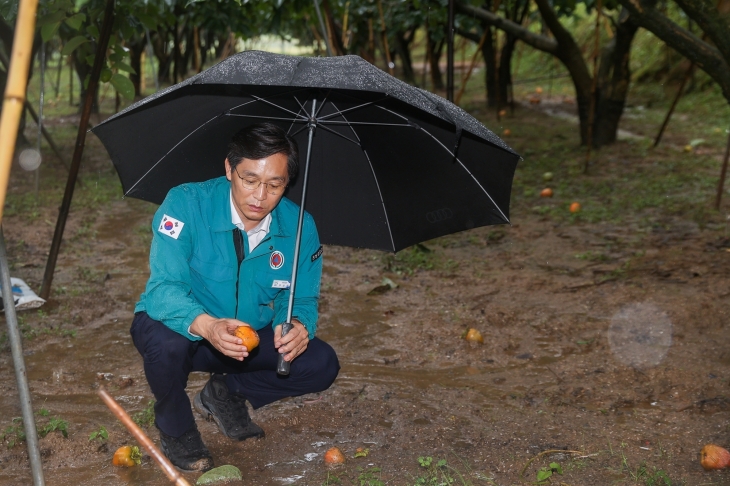 우승희 영암군수가 금정면 대봉감 농가를 방문해 피해 현장을 둘러보고 있다.
