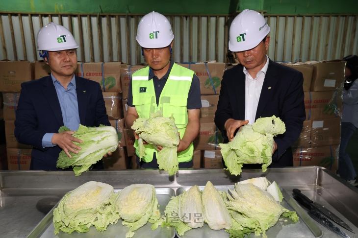 29일 오전 경기도 이천시 aT한국농수산식품유통공사 이천비축기지에서 직원들이 지난 27일 중국에서 입고된 16톤 5000여 포기 배추를 살펴보고 있다. 2024.9.30 오장환 기자