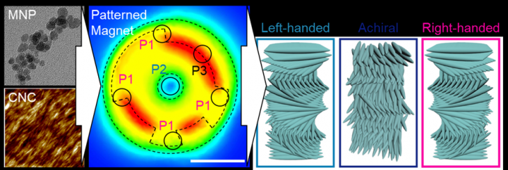 자성 나노입자를 셀룰로스 나노 결정 표면에 부착해 자기장 위에 건조하자 스스로 정렬해 오른쪽 방향으로 회전하는 모식도. 단국대 제공