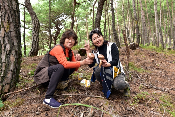 경북 봉화송이축제에 참가한 관광객들이 직접 채취한 송이를 들어 보이며 즐거워하고 있다. 봉화군 제공