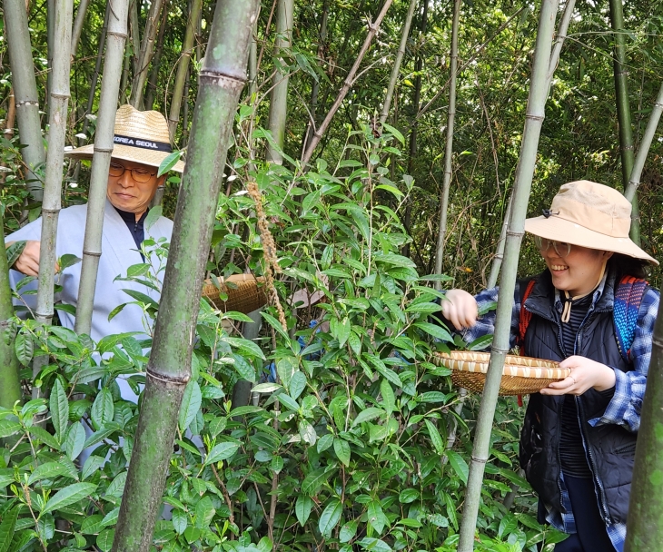 청년제다학교 수강생이 향림사 사찰 뒤에서 녹차 잎을 따고 있다.