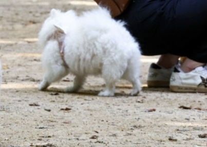 반려견 자료사진(해당 기사와 직접적 관련 없음). 연합뉴스