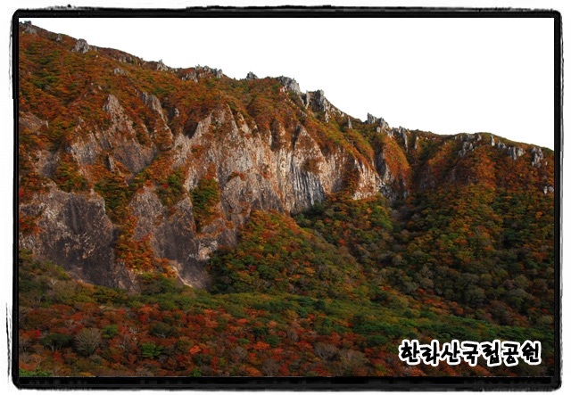 영실 단풍. 한라산국립공원 제공