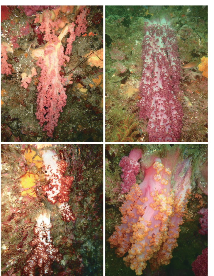 연산호가 이상 폐사되고 있는 모습. 해양시민과학센터 ‘파란’ 제공