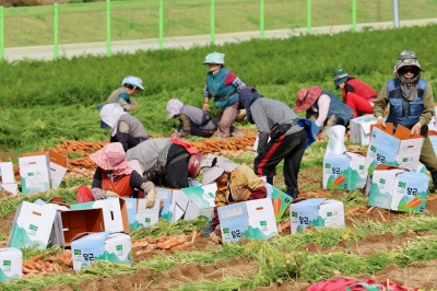 채소 가격 폭등에… 반가운 고랭지 당근