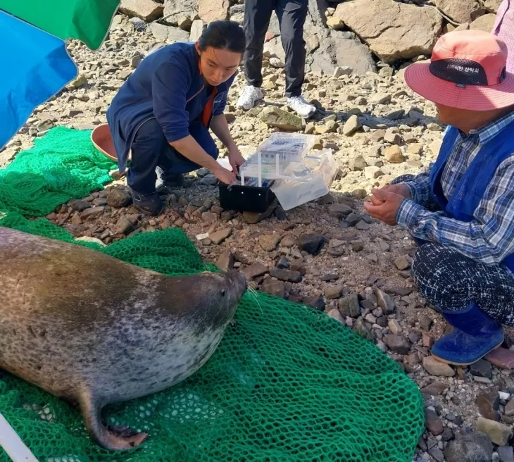 마을주민 등이 구조된 점박이물범을 보호하고 있다. 서산시 제공