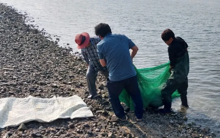 충남 서산시 우도 선착장 인근에서 마을주민들이 표류 중인 점박이물범 1마리를 발견해 구조하고 있다. 서산시 제공