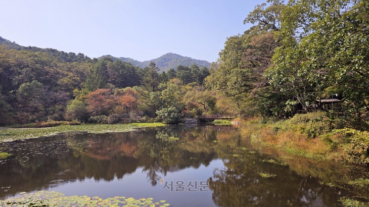 수리봉(535m) 아래 펼쳐진 육림호는 연잎으로 덮인 연못과 가을빛이 물든 나무들이 어우러져 마치 한 폭의 수채화를 연상케 한다.