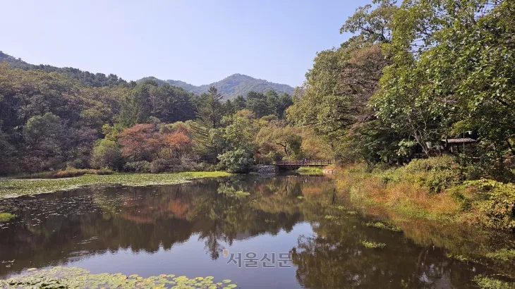 수리봉(535m) 아래 펼쳐진 육림호는 연잎으로 덮인 연못과 가을빛이 물든 나무들이 어우러져 마치 한 폭의 수채화를 연상케 한다.