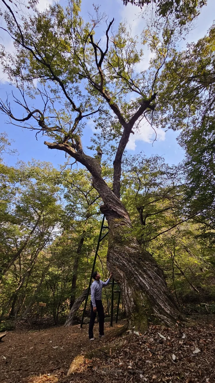 ‘비밀의 정원’ 산책로 끝에서는 둘레가 어른 2~3명이 감싼 크기의 거대한 밤나무를 볼 수 있다.