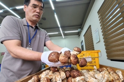 맛난 송이 선별작업