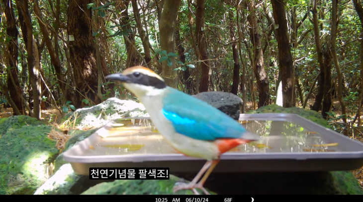 유튜버 새덕후가 마라도 숲속에 설치한 물그릇 옆 카메라에 포착된 야생 조류. 유튜브 채널 ‘새덕후’ 캡처