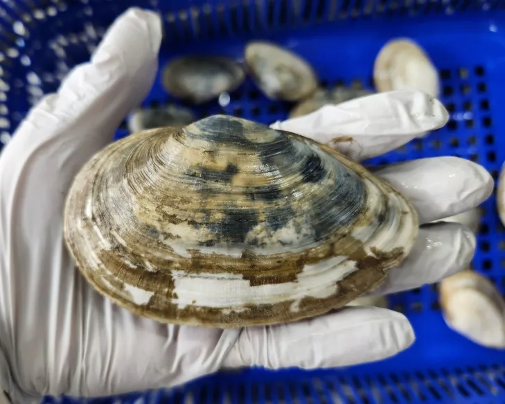 경기갯벌에 17만 마리가 방류된 우럭조개(경기도 제공)