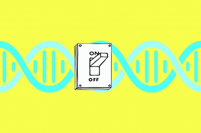 세포의 필요만큼 켰다 껐다… AI로 ‘DNA 스위치’ 만들다