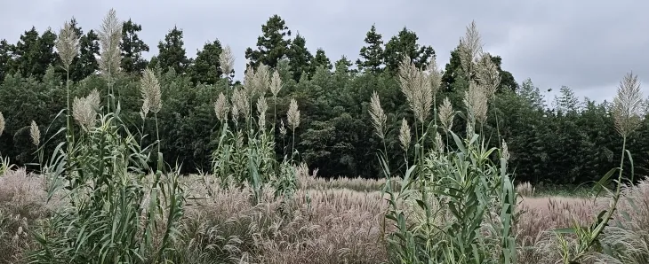 가을같지 않은 10월에 만나는 동화마을의 가을. 제주 강동삼 기자