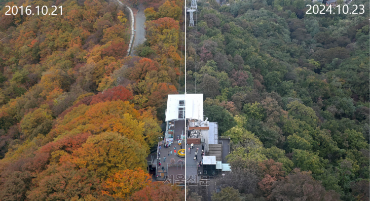 단풍 절경 잃은 남산