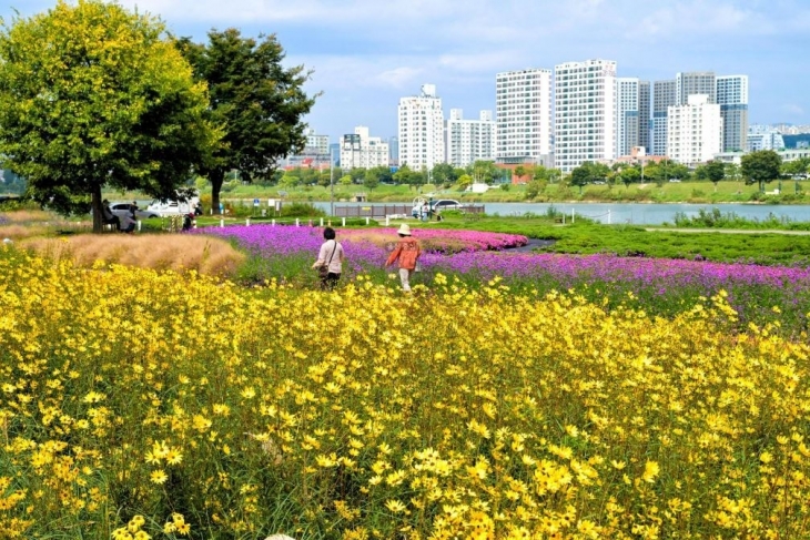 울산 남구 태화강 그라스정원. 시민들이 그라스정원 꽃길을 걸으며 가을을 만끽하고 있다. 울산 남구 제공