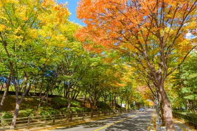 아름다운 단풍길, 양천으로 오세요