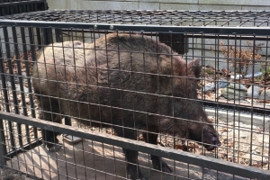 ‘먹이 부족·번식기’ ASF 비상…야생 멧돼지 이동 막아라