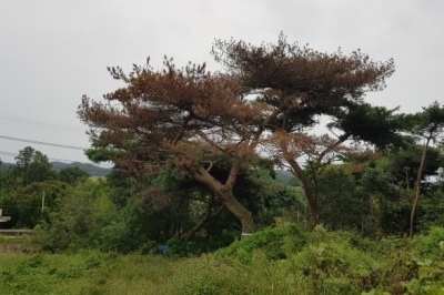 충남, 소나무재선충병 확산… 방재 초비상