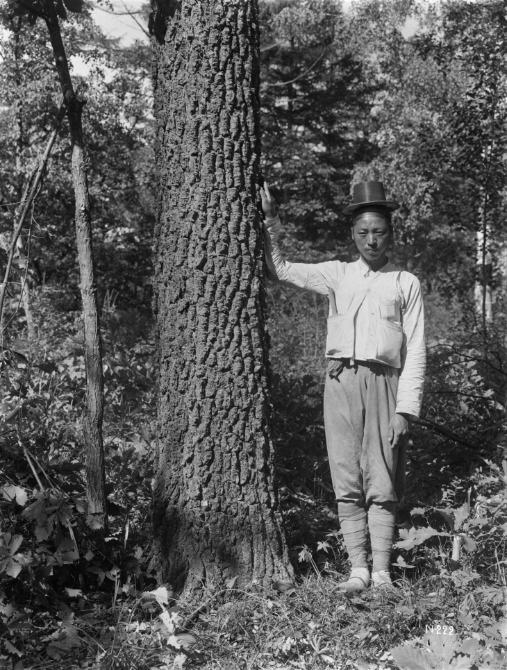 1917년 미국의 윌슨 원정대가 금강산에서 채집해 간 우리나라 금강인가목이 영국에서 강인한 생명력을 이어 가고 있다. 미국 아널드수목원의 윌슨 원정대가 함경북도 무산군에서 찍은 사진. 한반도 전 지역을 탐사한 원정대는 금강산에서 금강인가목을 채집했다.  아널드수목원 제공